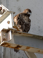 Christmas Bird Cout, LA River, Deforest Park, Dominguez Gap 2015