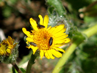 Beetles - Unidentified sp.