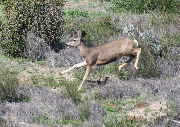 Mule Deer - Odocoileus hemionus