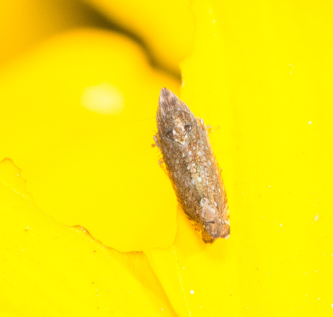 Leafhopper -Scaphytopius sp.