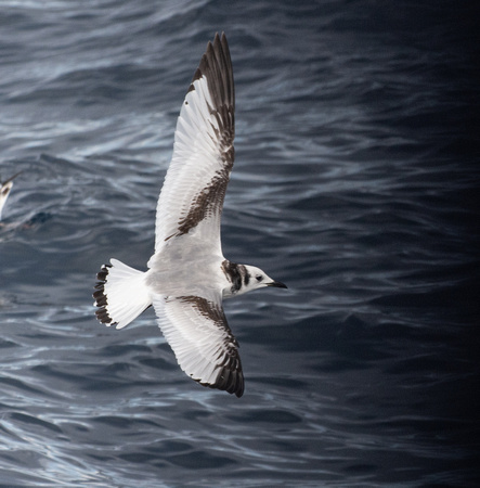 Black-legged Kittiwake - Rissa tridactyla