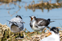 Sabine's Gull - Xema sabini, Elegant Tern - Thalasseus elegans
