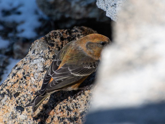 Red Crossbill - Loxia curvirostra