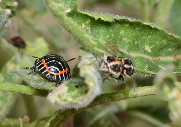 Left: Harlequin nymph, Right: Painted Nymph