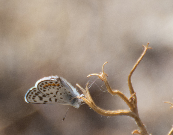 Bernardino Blue - Euphilotes bernardino