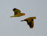 Lilac-crowned Parrot - Amazona finschi