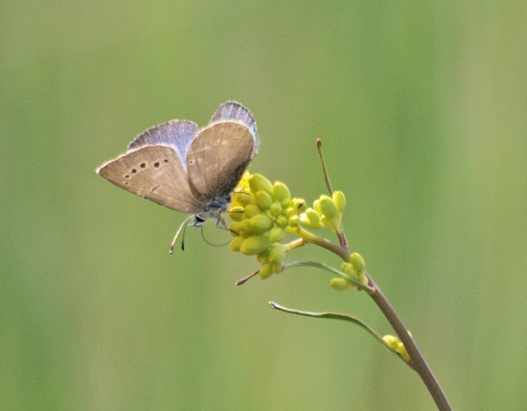Silvery blue - Glaucopysche lygdamus