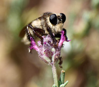 Bumble bee robber fly - Mallaphora fautrix faucticuides