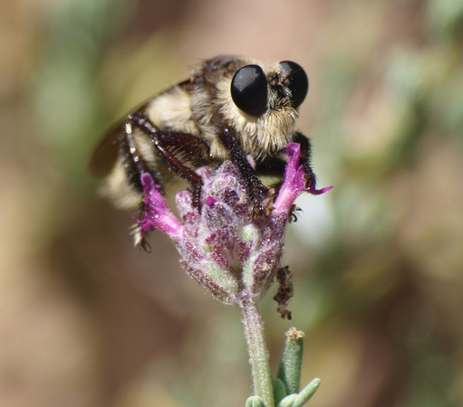 Bumble bee robber fly - Mallaphora fautrix faucticuides