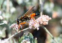 Great golden digger wasp -  Sphex ichneumoneus