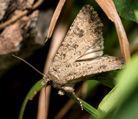 The Nutmeg - Anarta trifoli