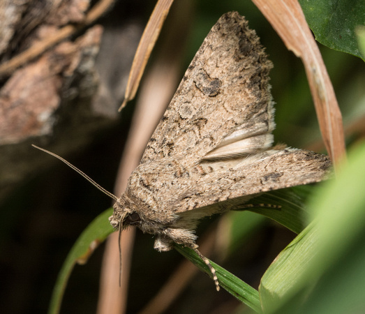 The Nutmeg - Anarta trifoli