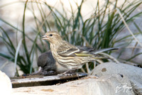 Pine Siskin - Spinus pinus