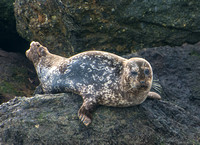 Harbor seal - Phoca vitulina