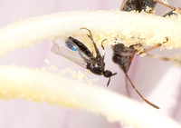 Minute black scavenger fly (Family Scatopsidae) - Unidentified sp.