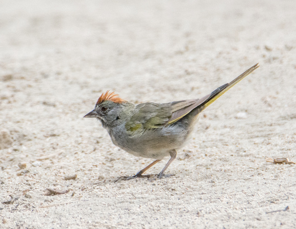 Green-tailed Towhee - Pipilo chlorurus