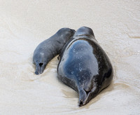 Harbor seal - Phoca vitulina