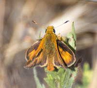 Rural skipper - Ochlodes agricola