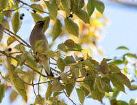 Cedar Waxwing - Bombycilla cedrorum