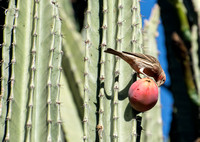 House Finch - Carpodacus mexicanus