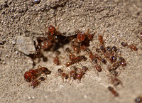 Southern fire ant - Solenopsis xyloni