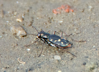 Wetsalts Tiger Beetle - Cicindela haemorrhagica