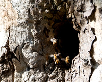European honey bee - Apis mellifera
