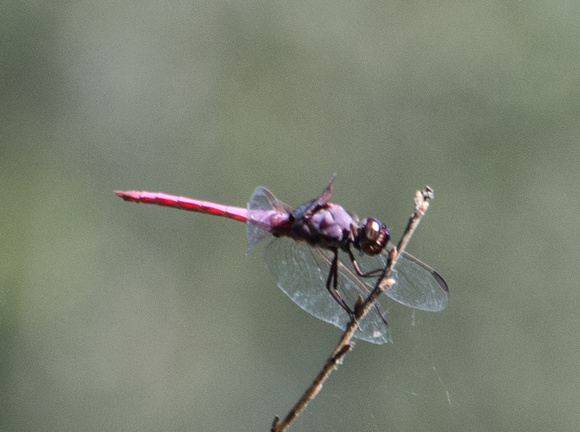 Roseate Skimmer - Orthemis ferruginea