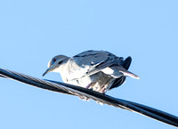 White-winged Dove - Zenaida asiatica