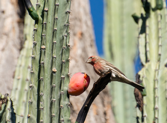 House Finch - Carpodacus mexicanus