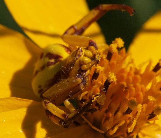 Whitebanded crab spider - Misumena formosipes