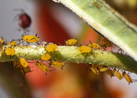 Oleander aphid - Aphis nerii