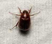 Small june beetle - Serica sp.