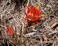 Indian Paintbrush - Castilleja sp.