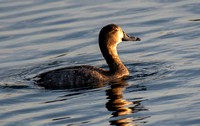 Redhead - Aythya americana