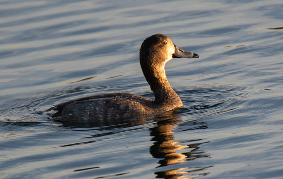 Redhead - Aythya americana