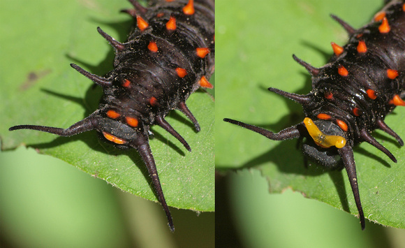 Pipevine swallowtail - Battus philenor