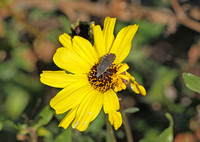 Leaf-footed bug - Catorhintha apicalis