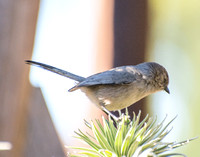 Bushtit - Psaltriparus minimus