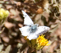 Northern White Skipper - Heliopetes ericetorum