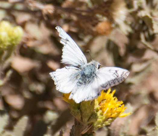 Northern White Skipper - Heliopetes ericetorum