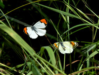 Sara orangetip - Antocharis sara