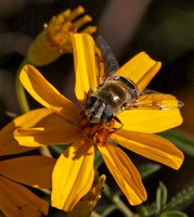 Drone fly - Eristalis or Palpada sp.?