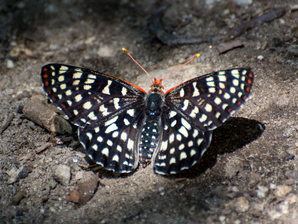 Variable checkerspot - Euphydryas chalcedona