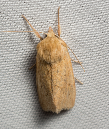 V-lined Quaker Moth - Zosteropoda hirtipes