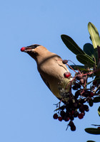 Rancho Los Cerritos Historic Site Bird Count 02-12-2016