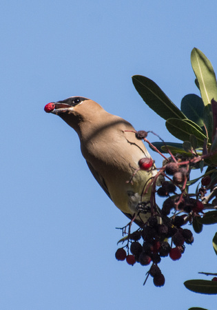 Cedar Waxwing - Bombycilla cedrorum