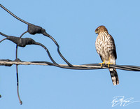 Sharp-shinned Hawk - Accipiter striatus