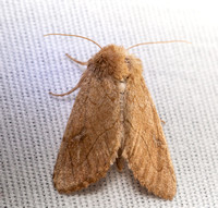 V-lined Quaker Moth - Zosteropoda hirtipes