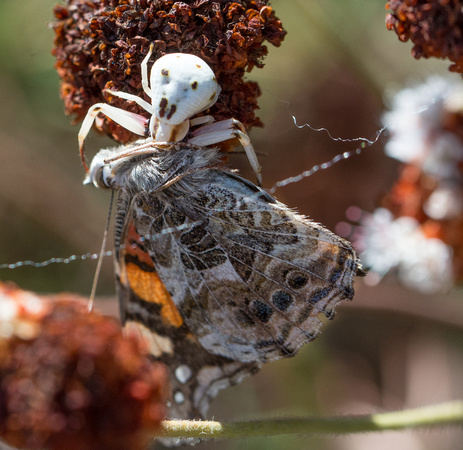Whitebanded crab spider - Misumena formosipes eating West coast lady - Vanessa annabella